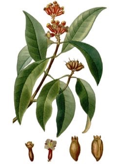 Syzygium aromaticum Clove, Zanzibar Redhead